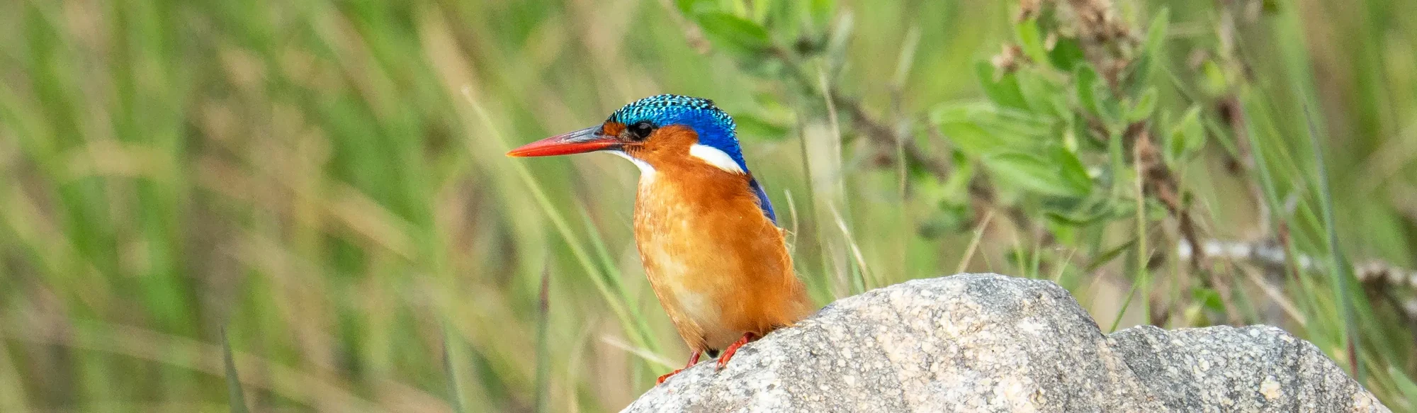 Malachite kingfisher perched on a rock in Kruger National Park