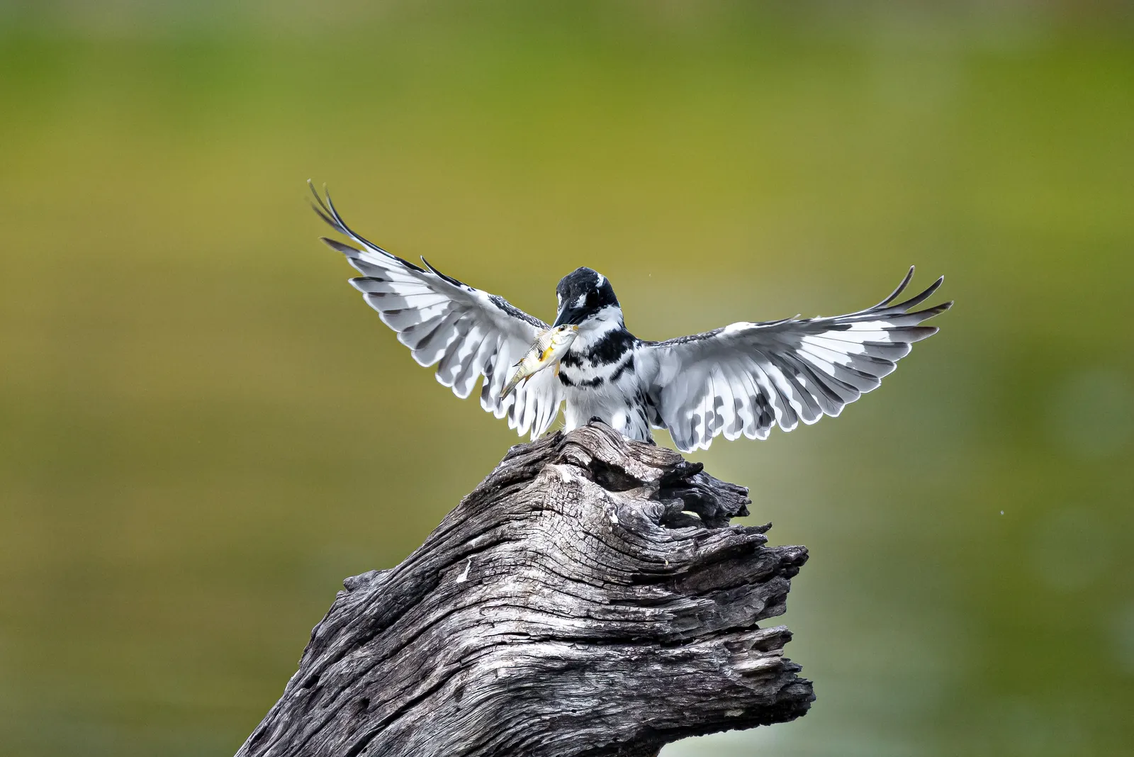 Bird Watching
