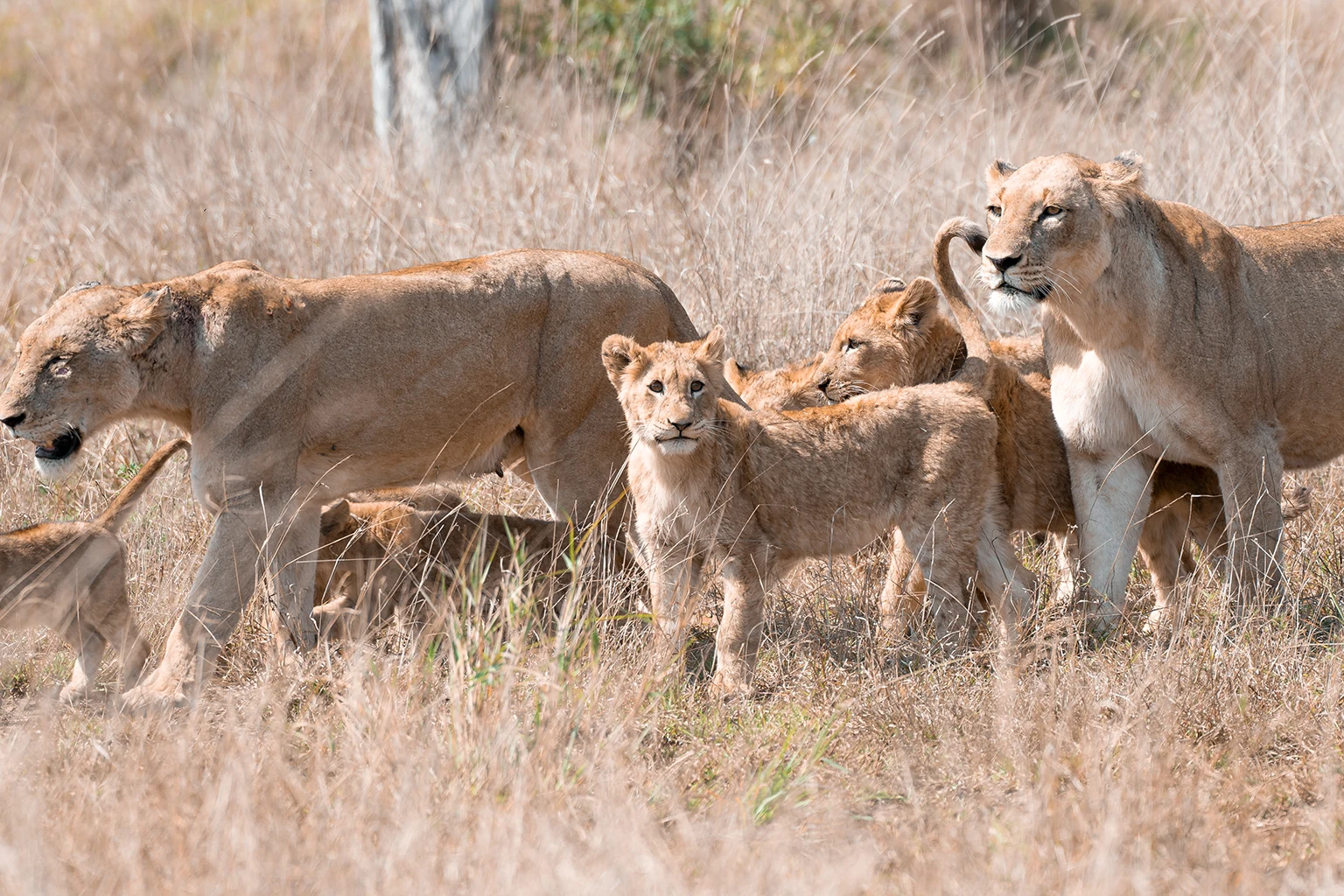 Best Predator Routes Around Satara