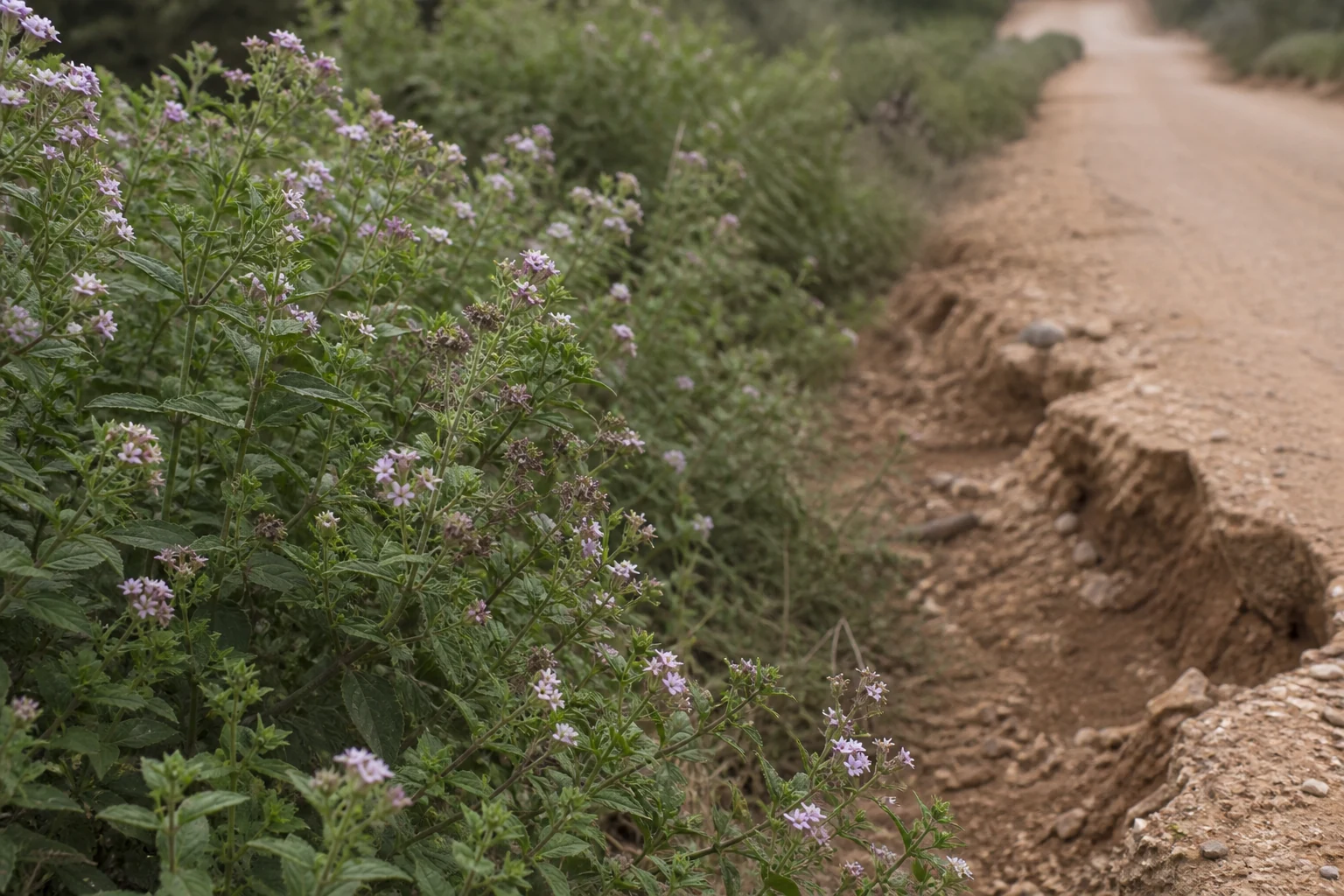 How to Report Alien Plants & Road Damage