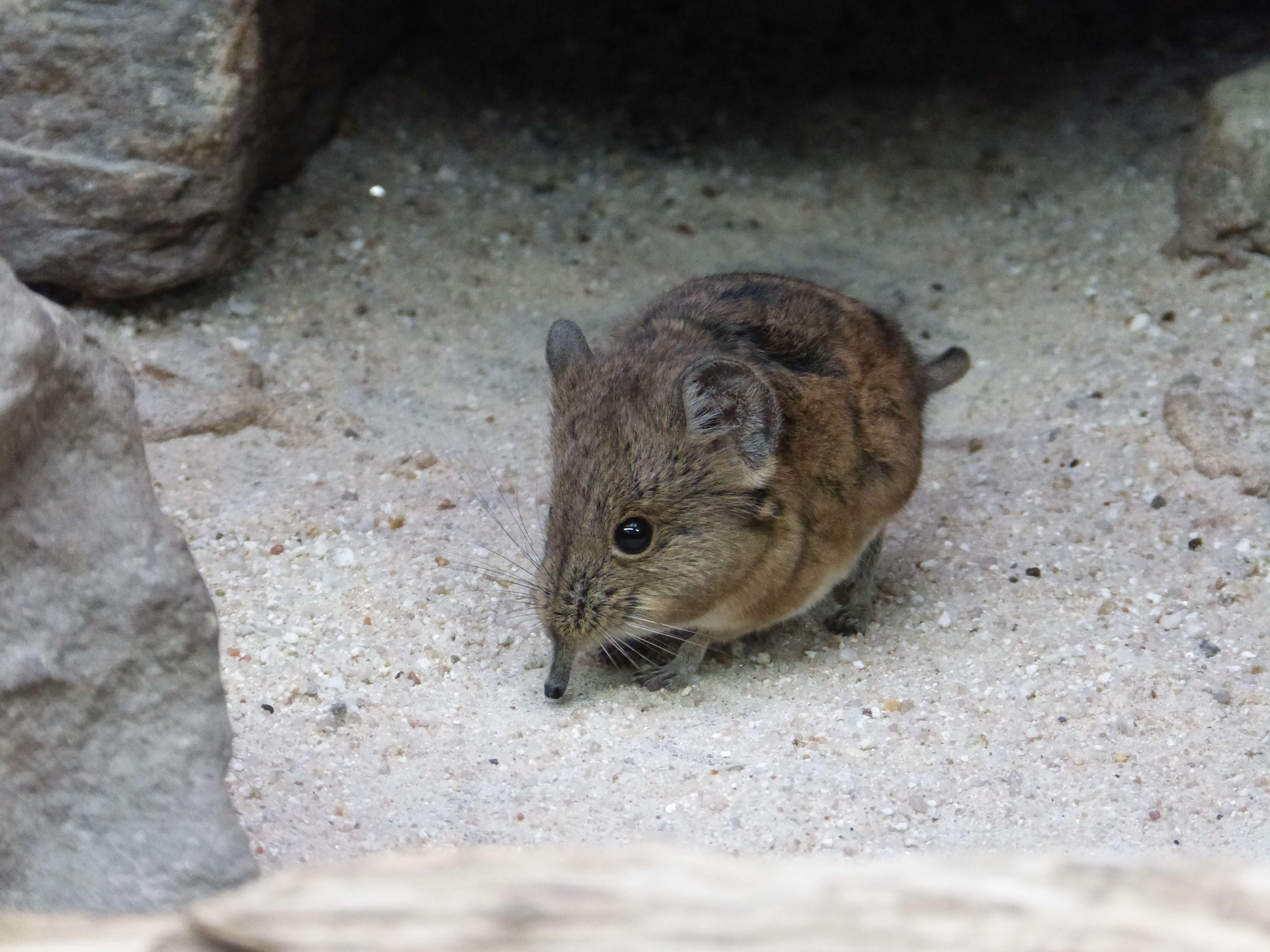 The Small 5: Kruger's Tiny Wonders