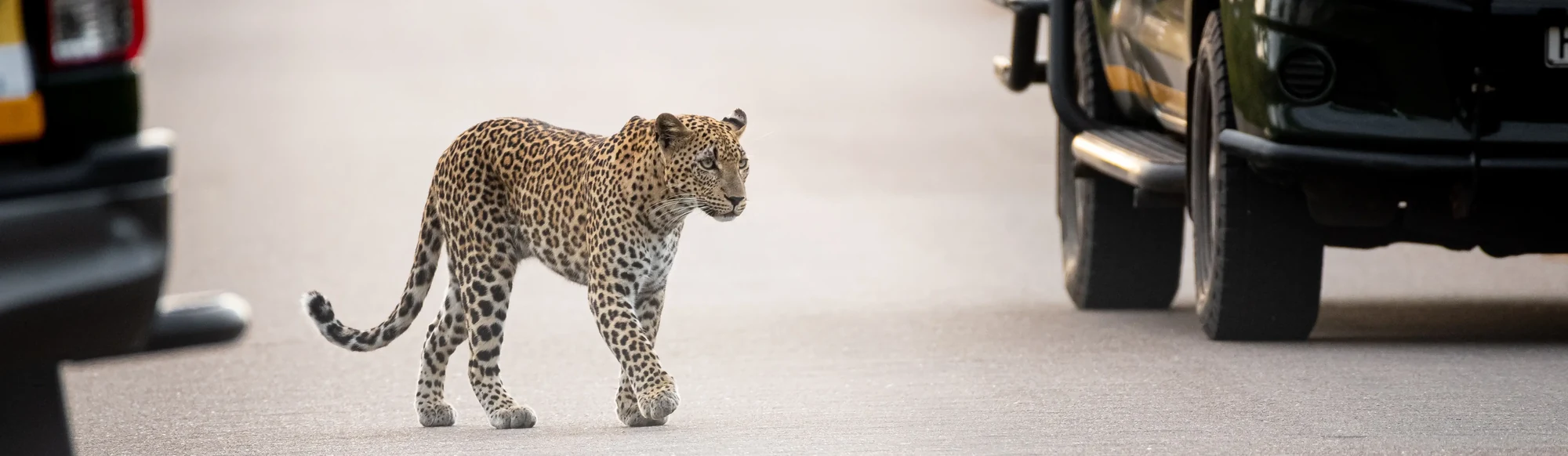 Leopard crossing a tar road between safari vehicles in Kruger National Park