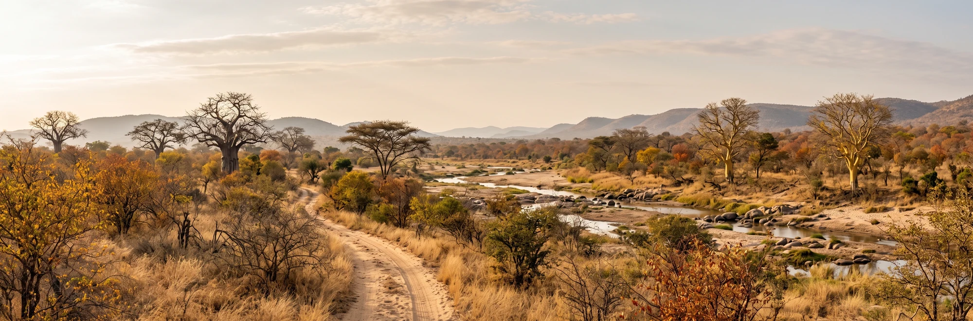 Autumn colours along a sandy river bed with baobabs in Kruger National Park