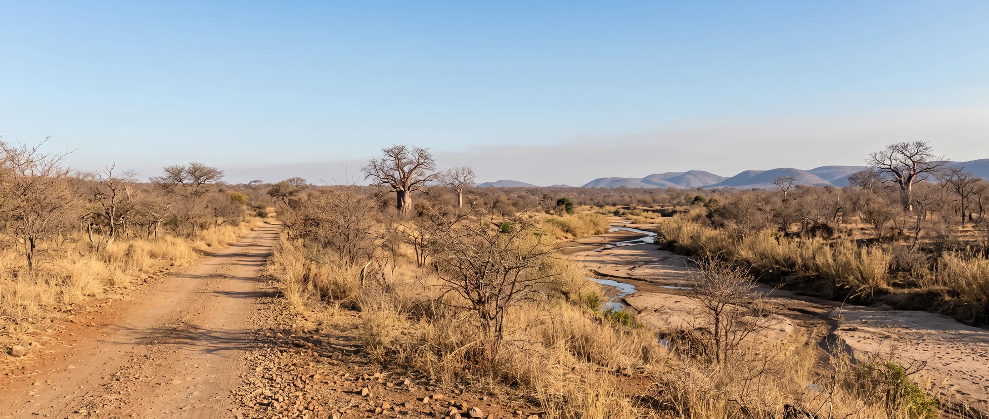 Dry winter bushveld with baobabs and a gravel road in Kruger National Park