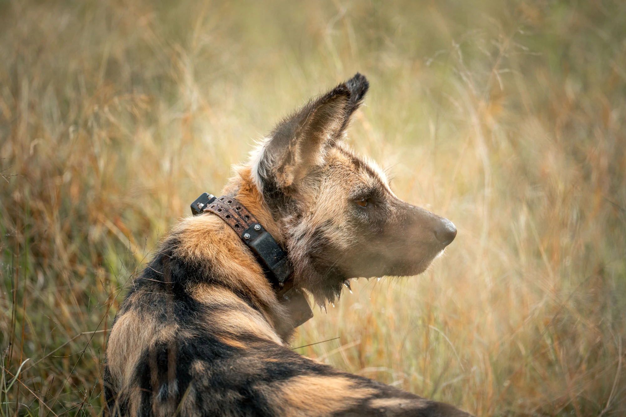 Collared African wild dog in the Greater Kruger