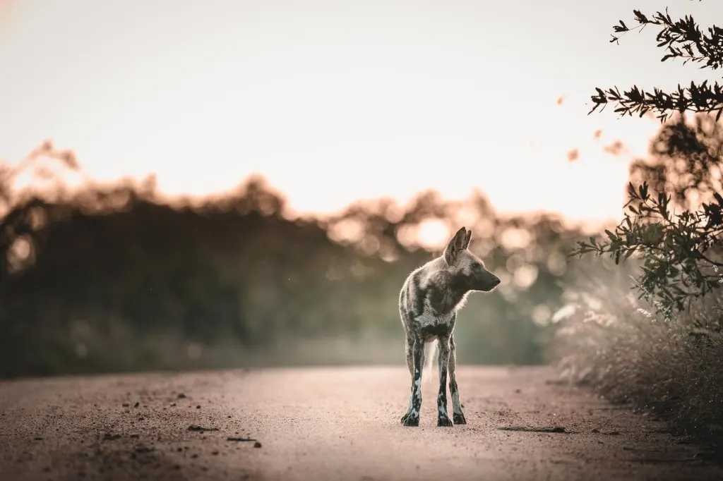 African wild dog on a dirt road - unique painted coat